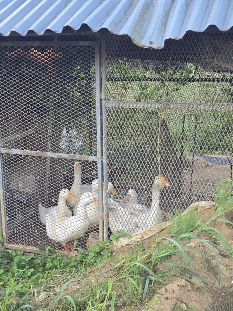문당마을거위