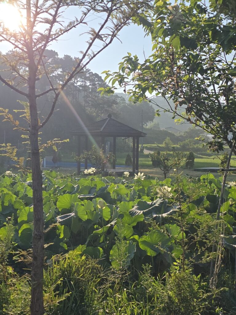 연꽃풍경