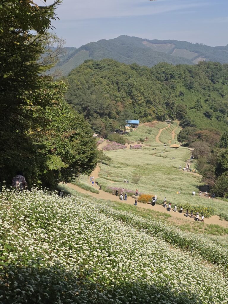 추정리 메밀밭 전망